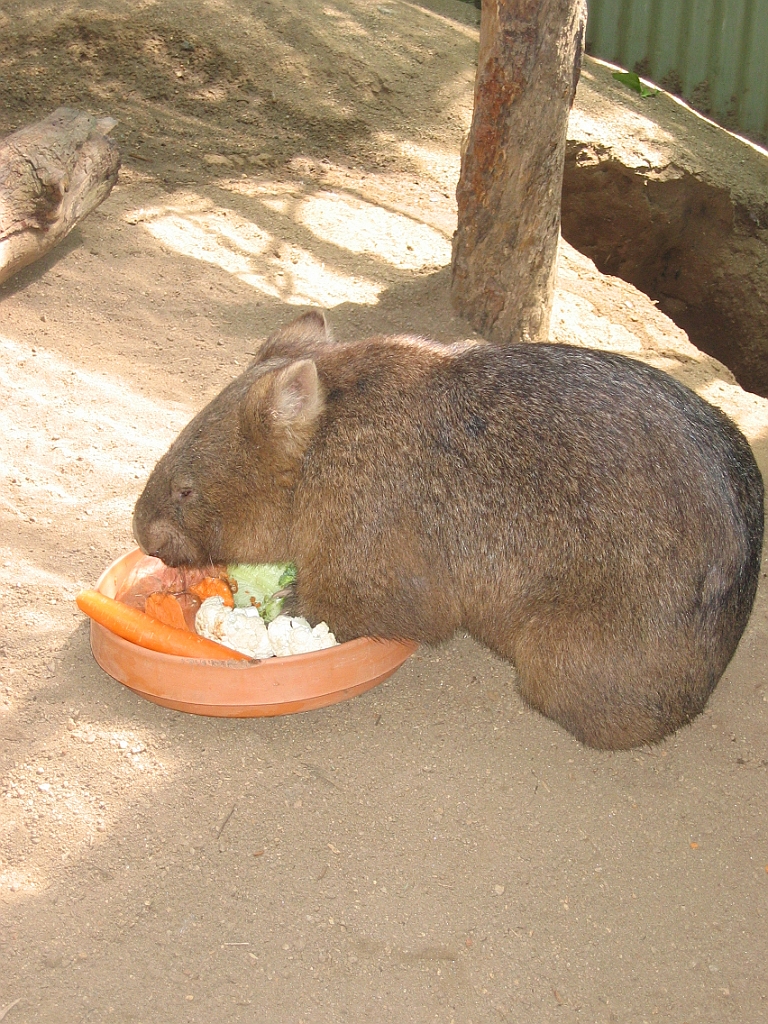 080 Rainforestation.jpg